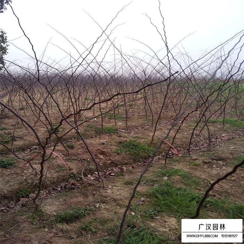 紫叶紫荆产地