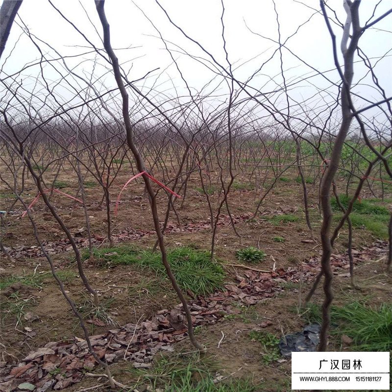 紫叶紫荆产地