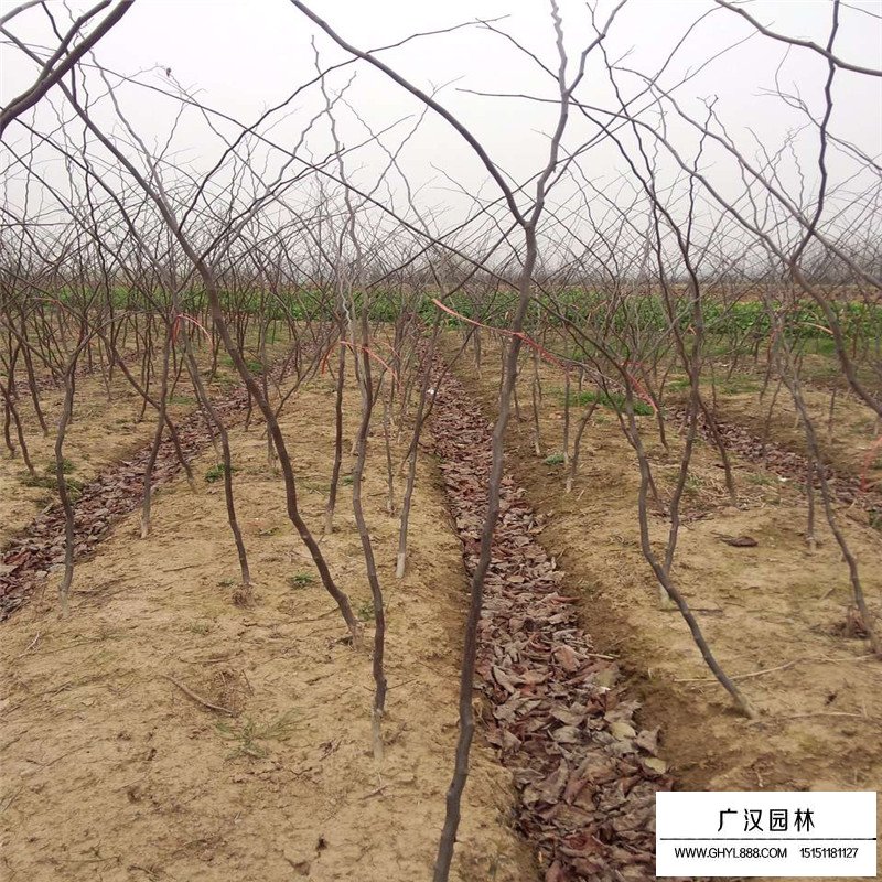 紫叶紫荆产地