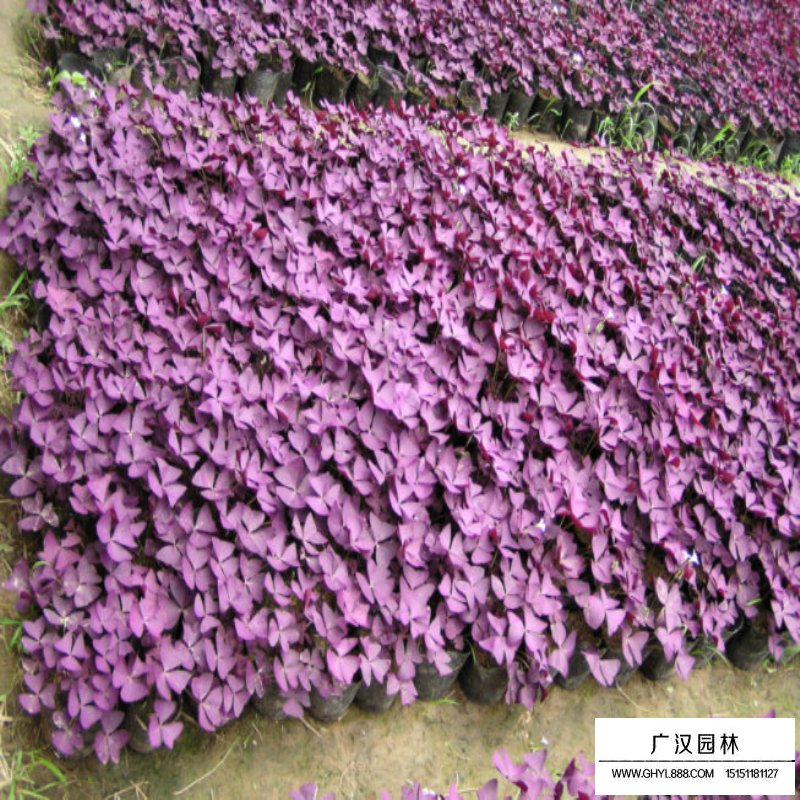 紫叶榨浆草产地