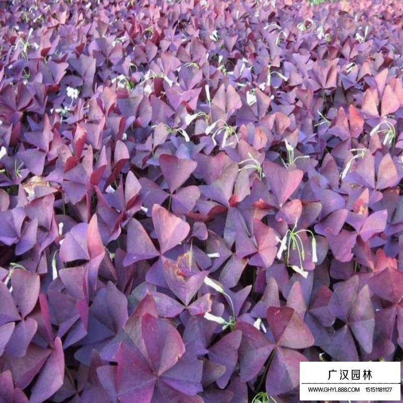 紫叶榨浆草产地