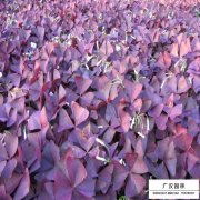 紫叶榨浆草