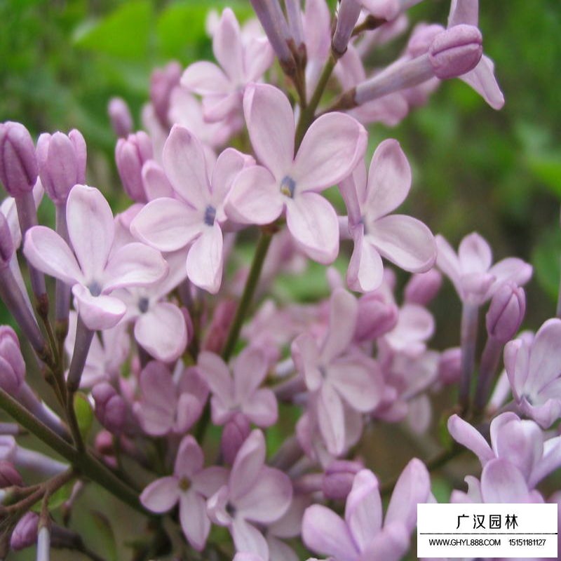 紫丁香价格