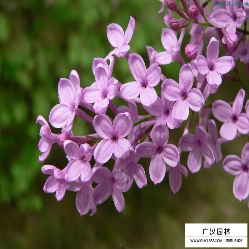 紫丁香价格