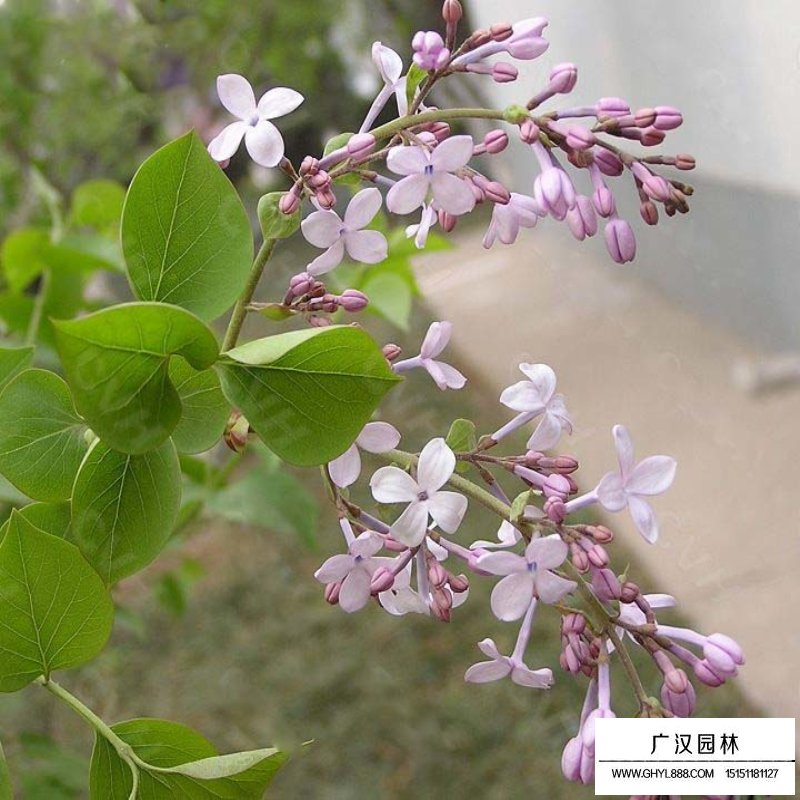 紫丁香价格