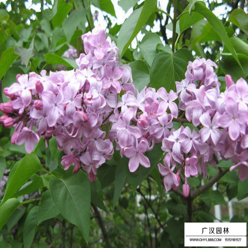 紫丁香价格