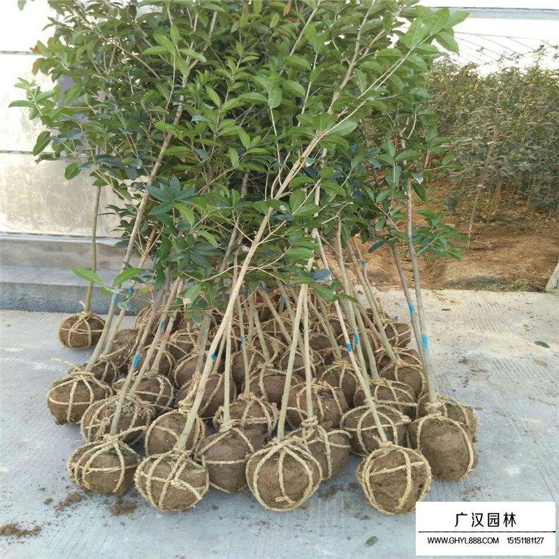 朱砂桂价格