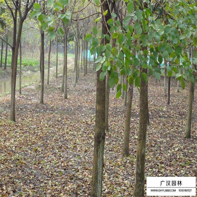 重阳木价格