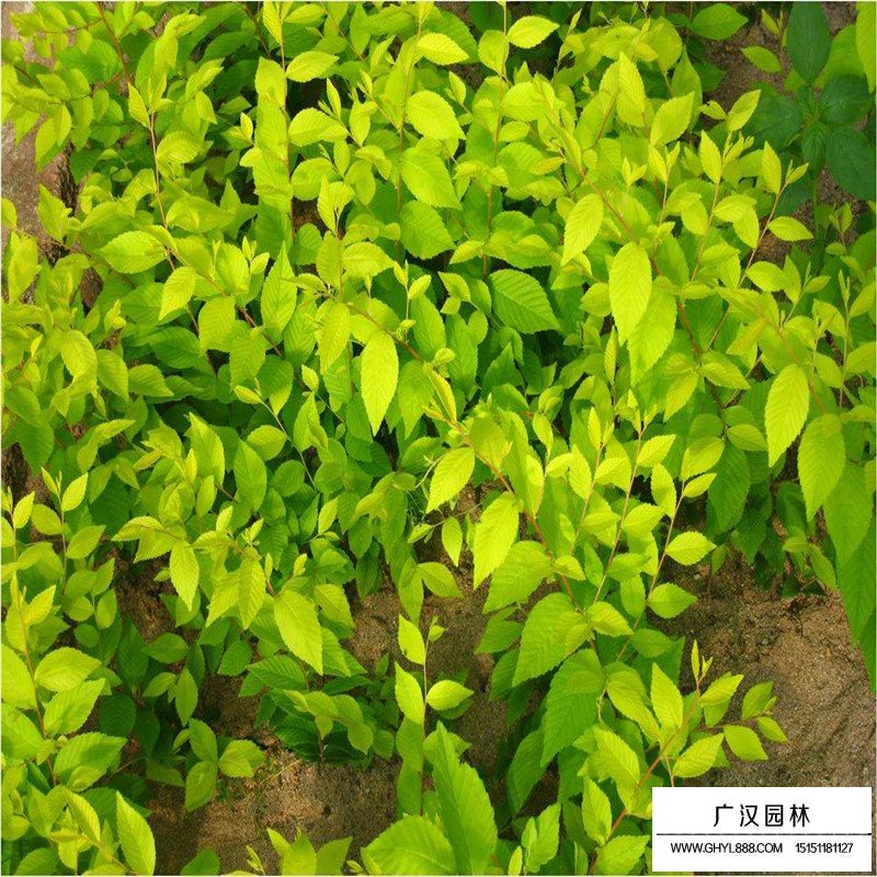 中华金叶榆