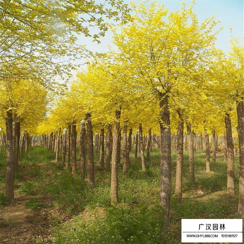 中华金叶榆