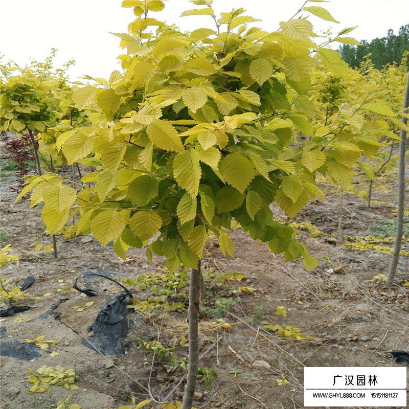 中华金叶榆