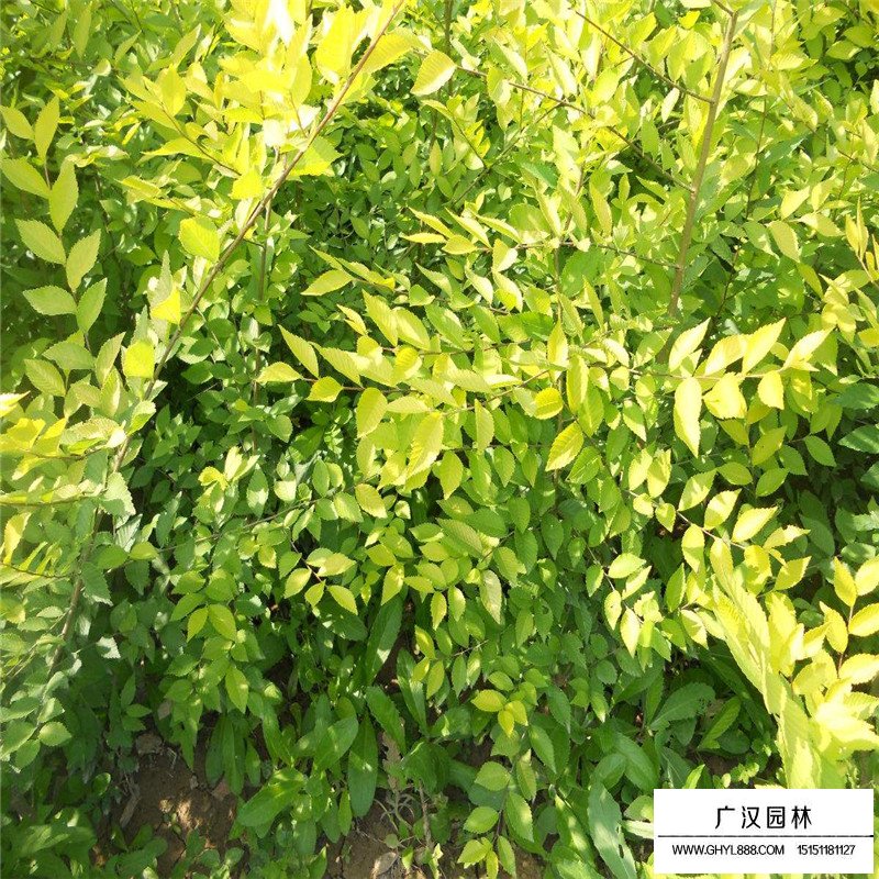 中华金叶榆