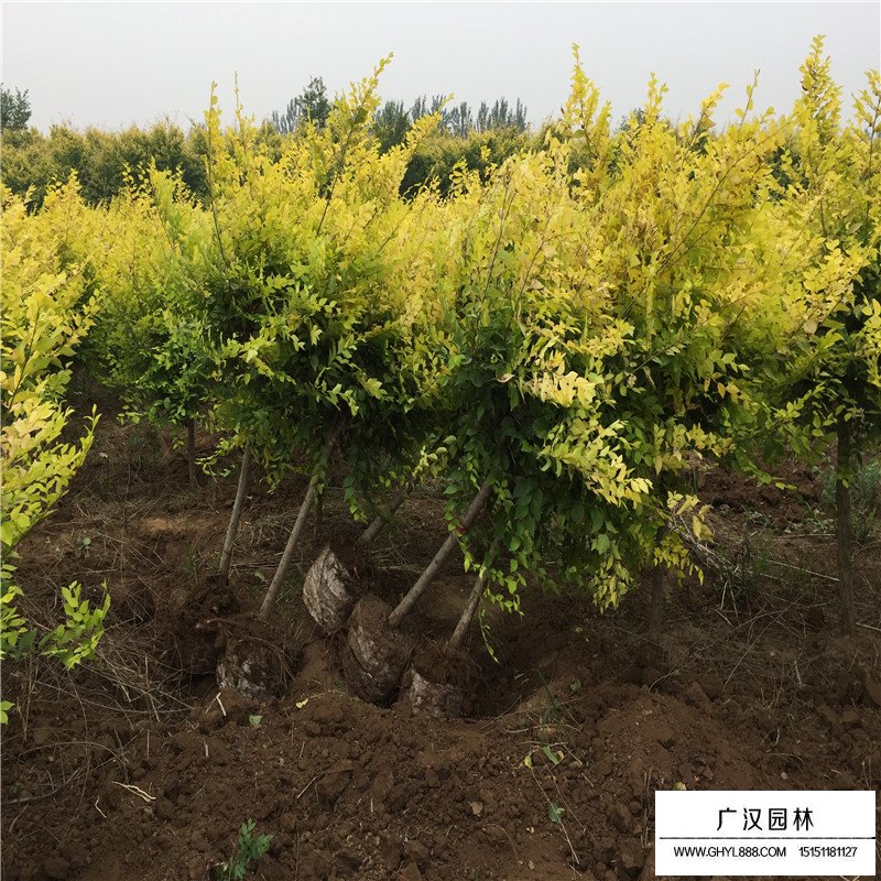 中华金叶榆