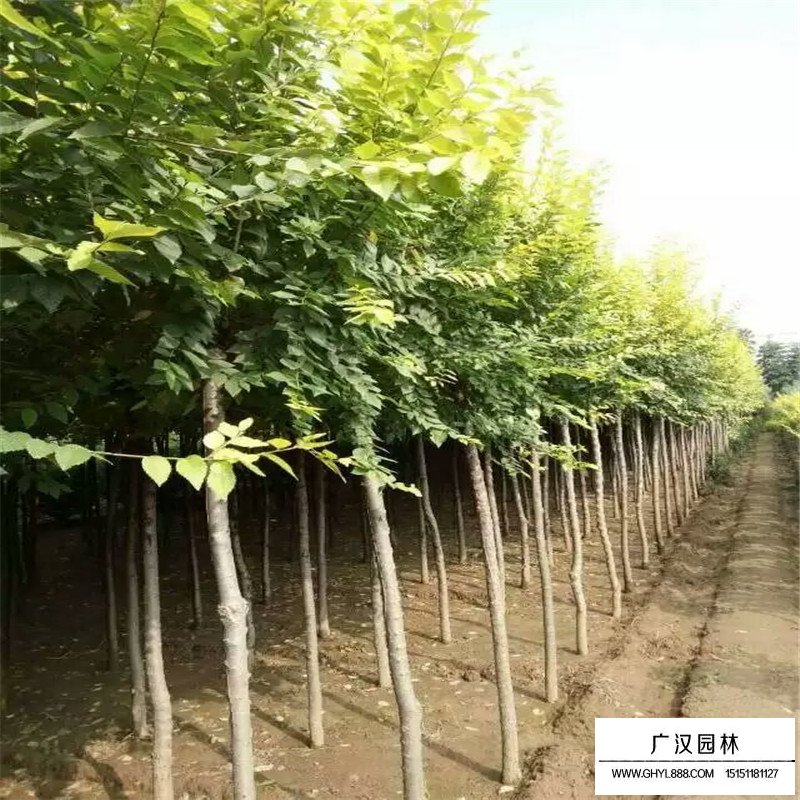 中华金叶榆