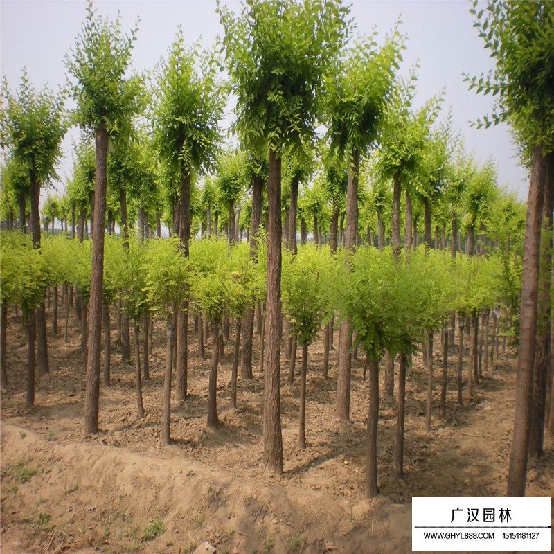 中华金叶榆