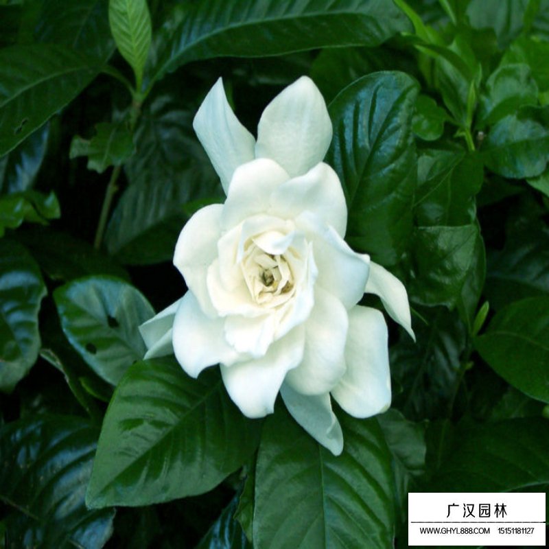 栀子花价格