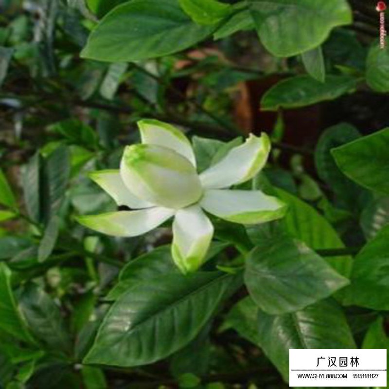 栀子花价格