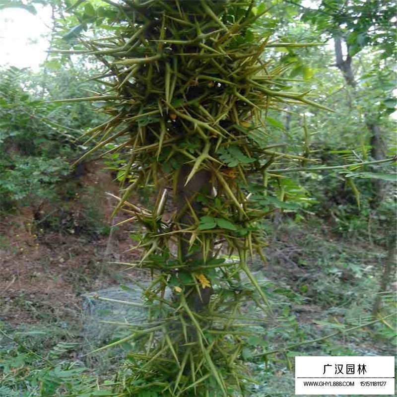 皂角树价格