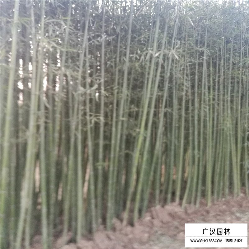 早园竹-绿化小苗-绿化苗木_苗木批发_沭阳县广汉园林苗木场