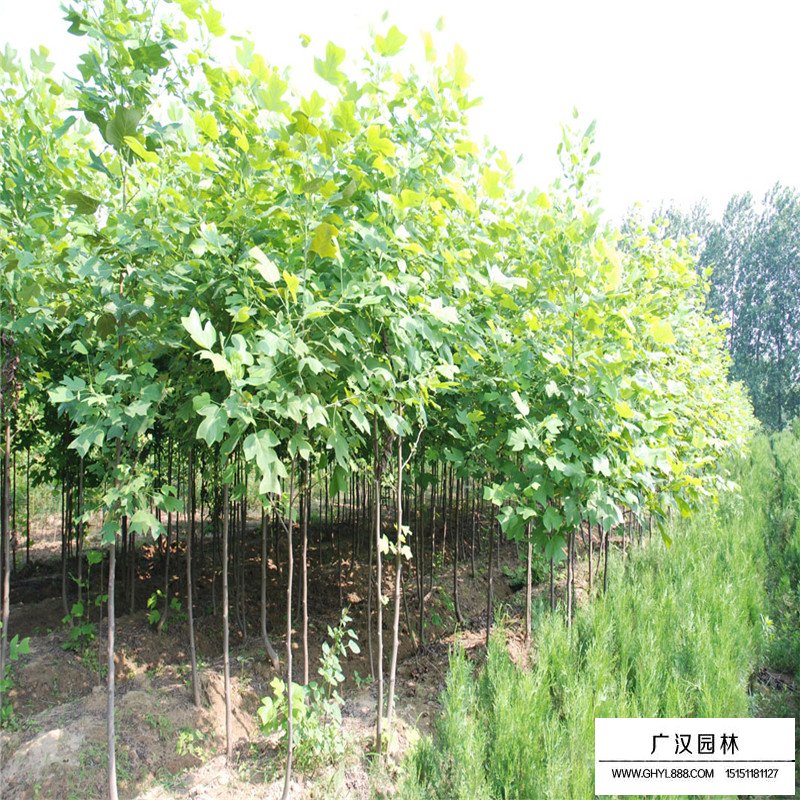 杂交马褂木