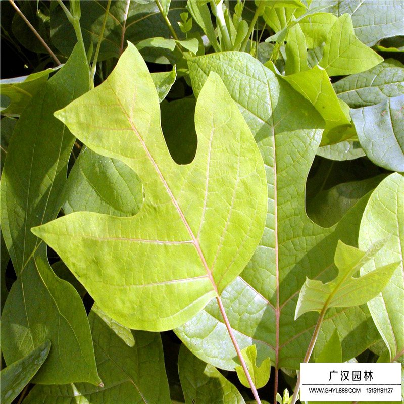 杂交马褂木