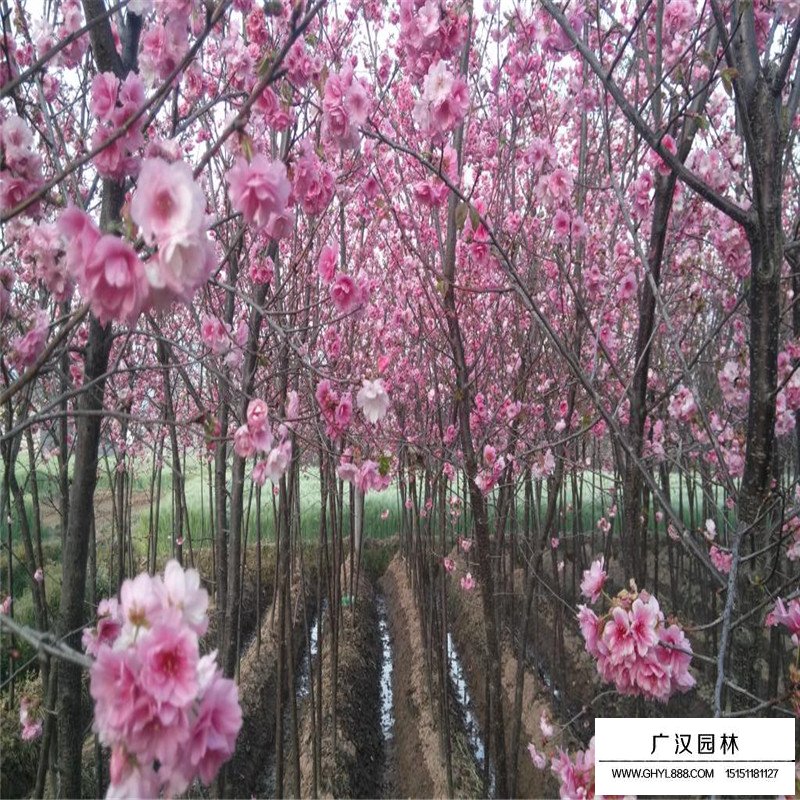 沭阳云南樱花价格