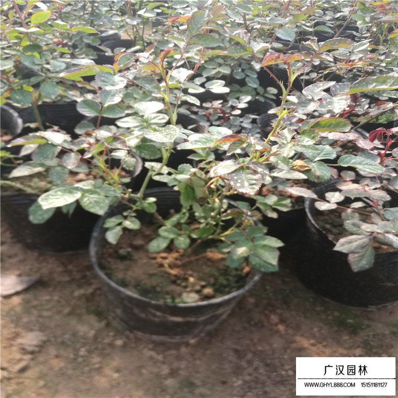 月季花基地价格