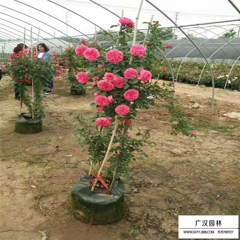 月季花基地价格