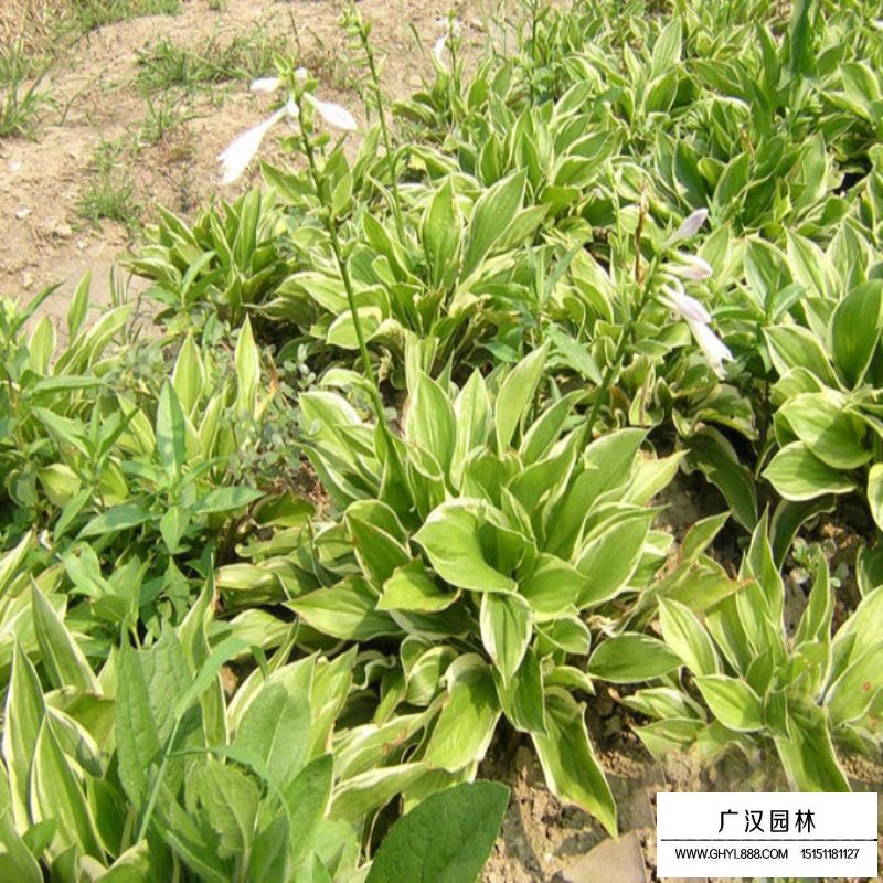 沭阳玉簪基地