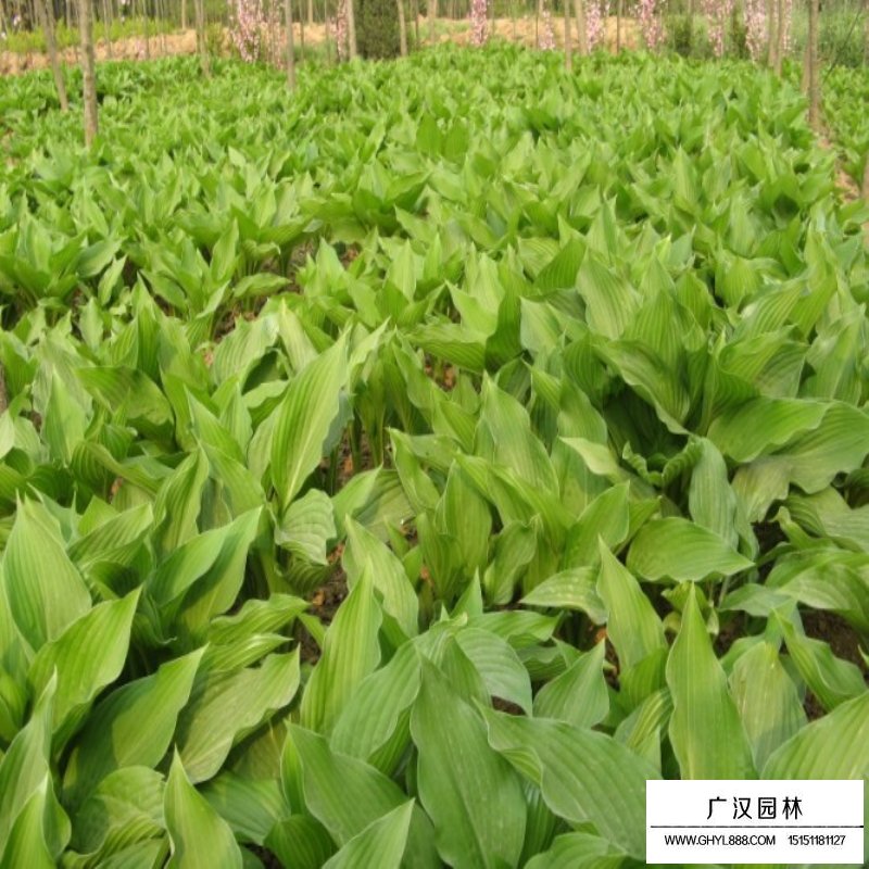 沭阳玉簪基地