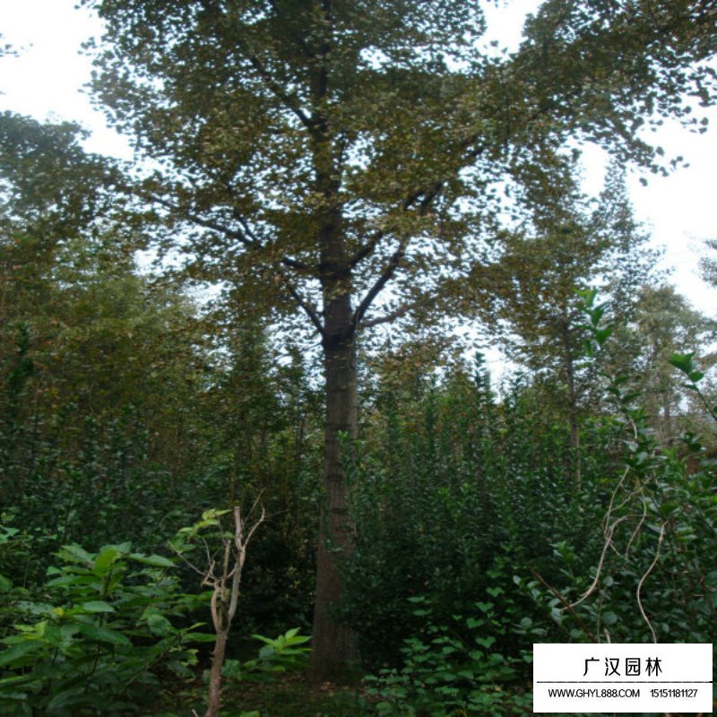 银杏价格