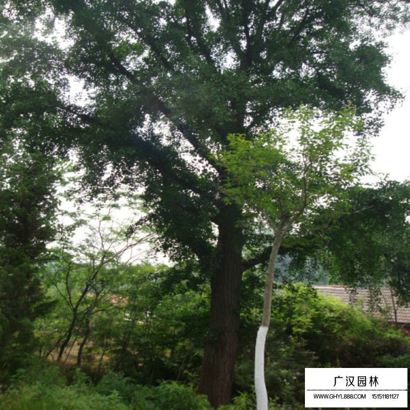 银杏价格
