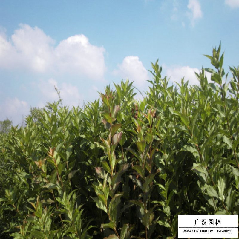 红王子锦带花期