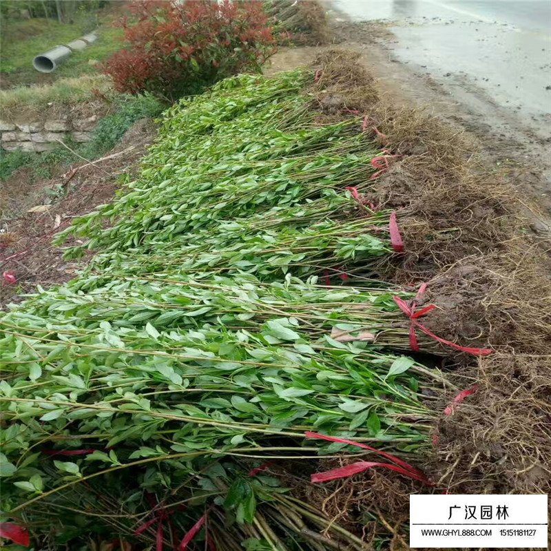红王子锦带花期