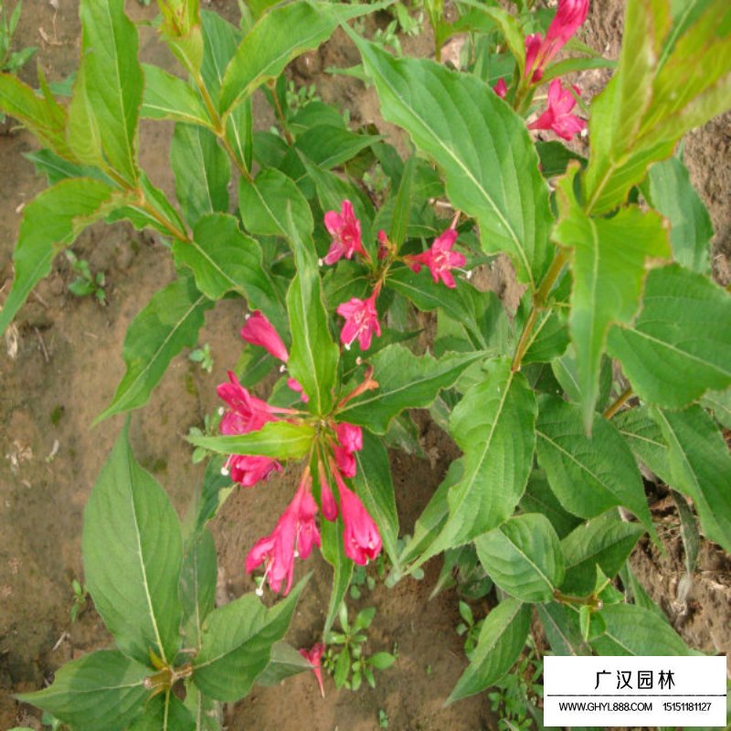 红王子锦带花期