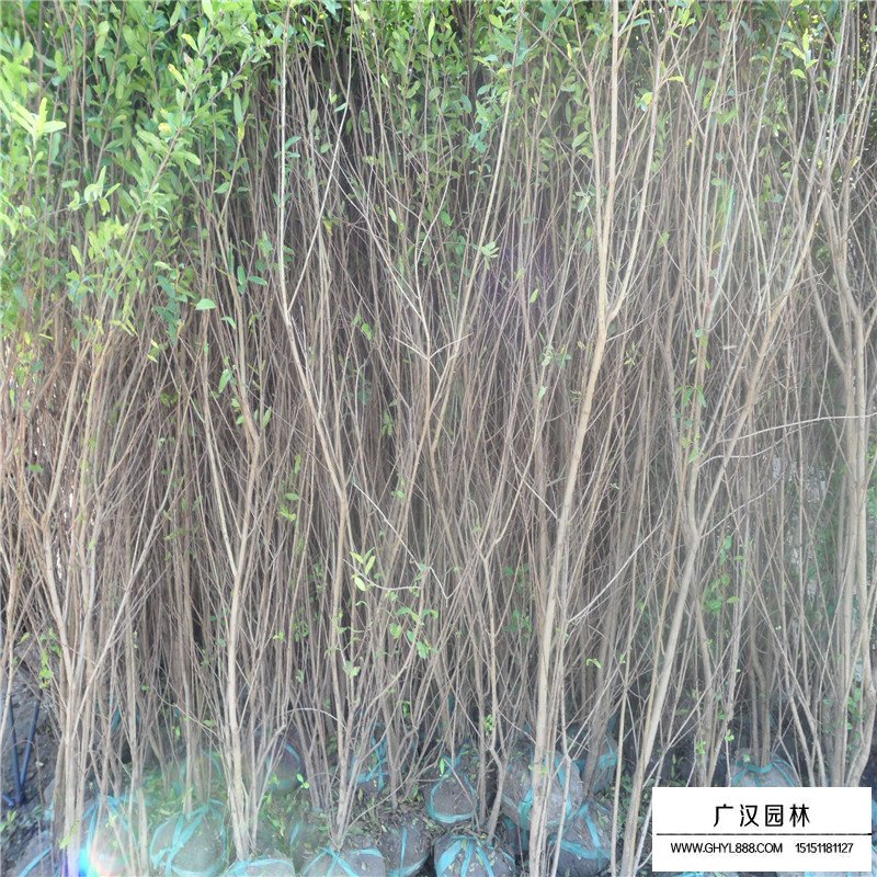 丛生花石榴价格