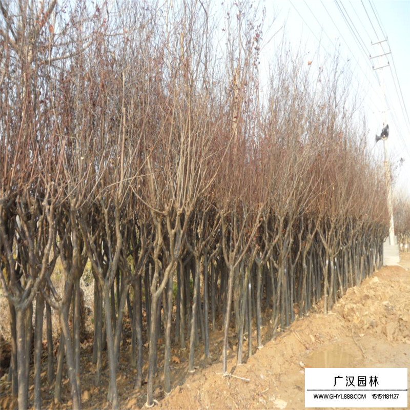 红叶李树苗价格