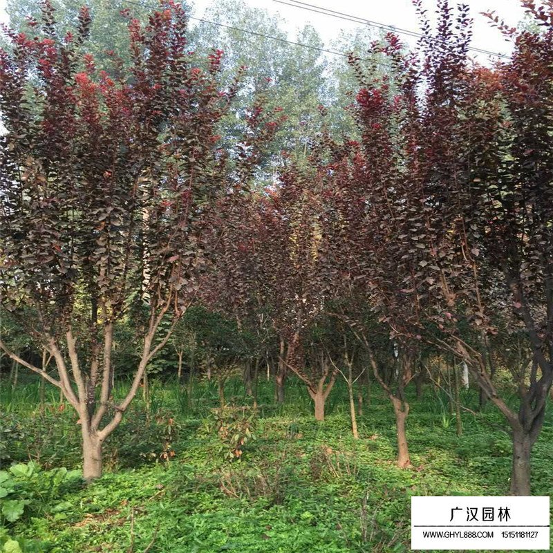 红叶李树苗价格