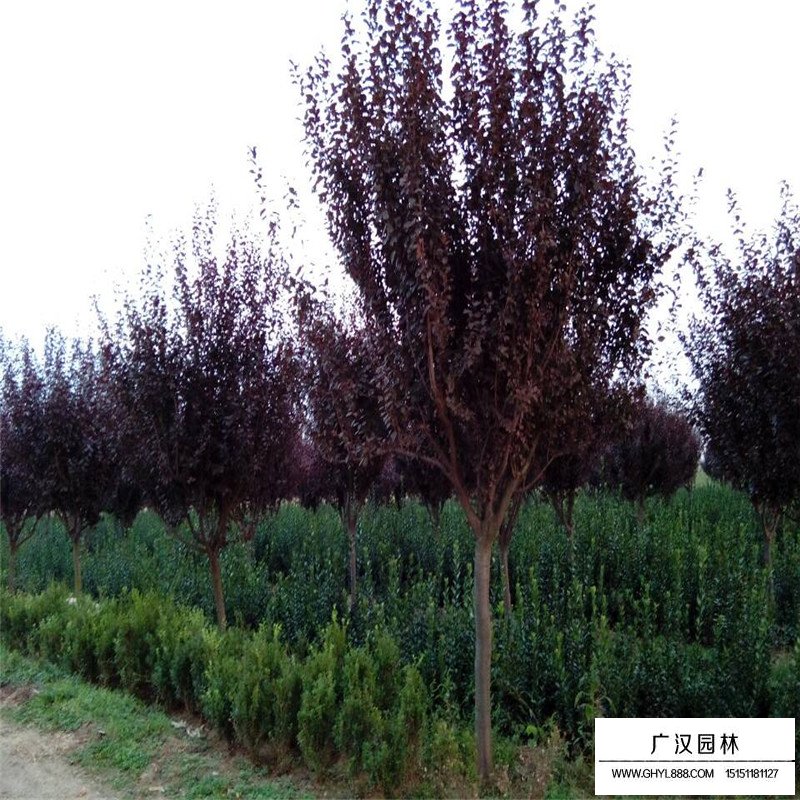 红叶李树苗价格