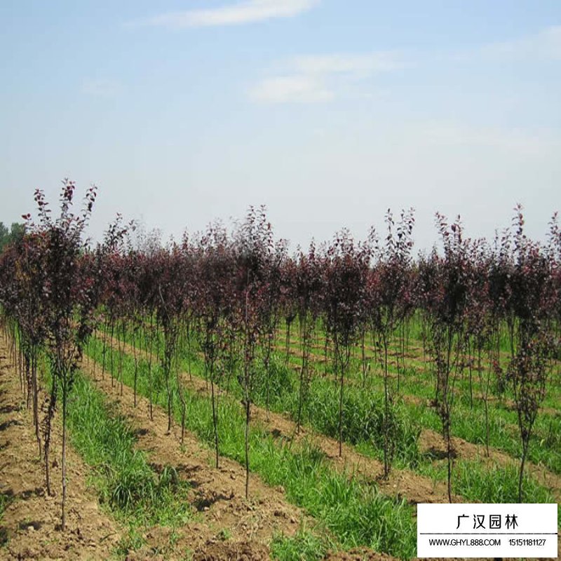 红叶李树苗价格