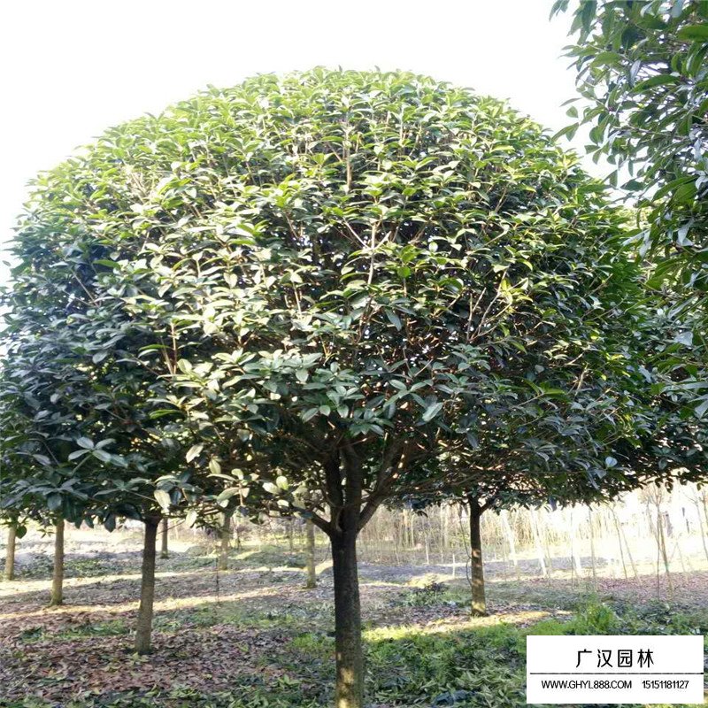 桂花树品种