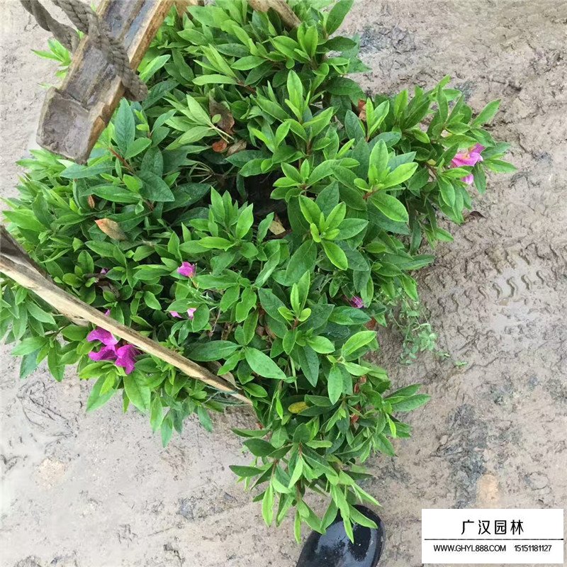 一年生杜鹃花小苗价格(图1)