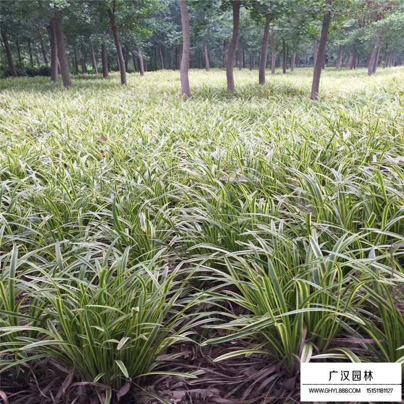 金边万年久是什么植物(图3)