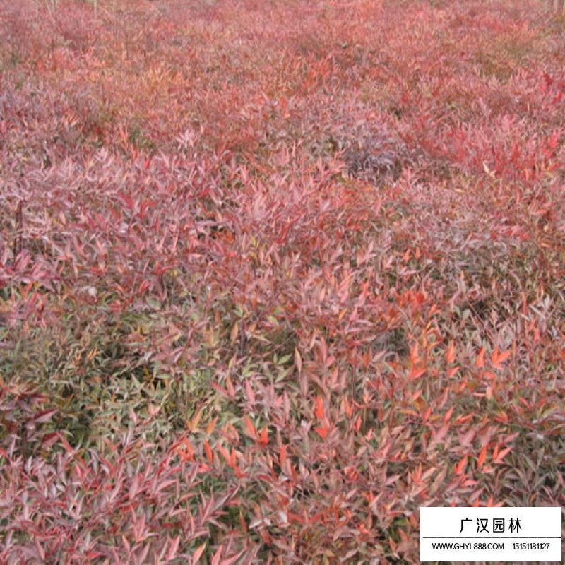 火焰南天竹基地