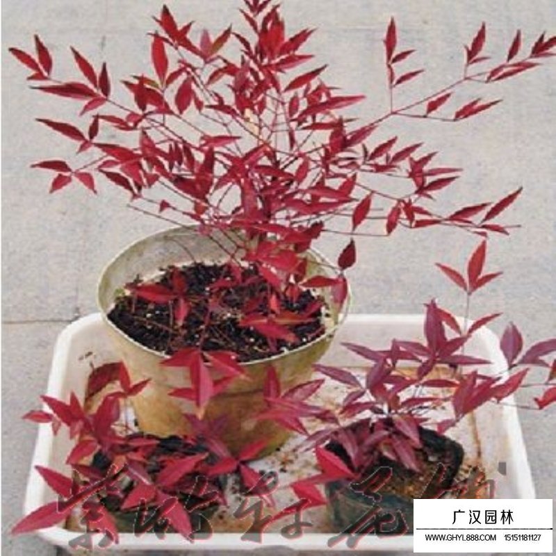 火焰南天竹基地