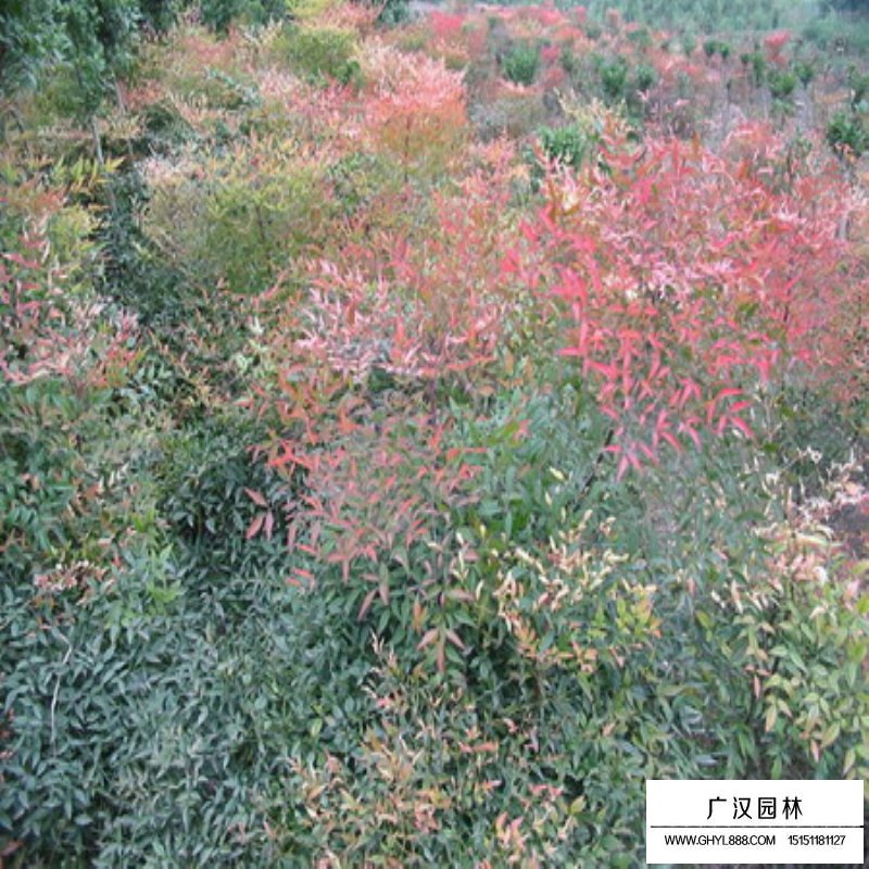 火焰南天竹基地