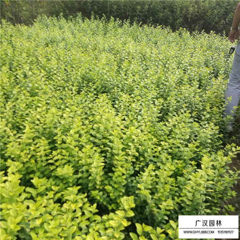 金叶女贞小苗价格