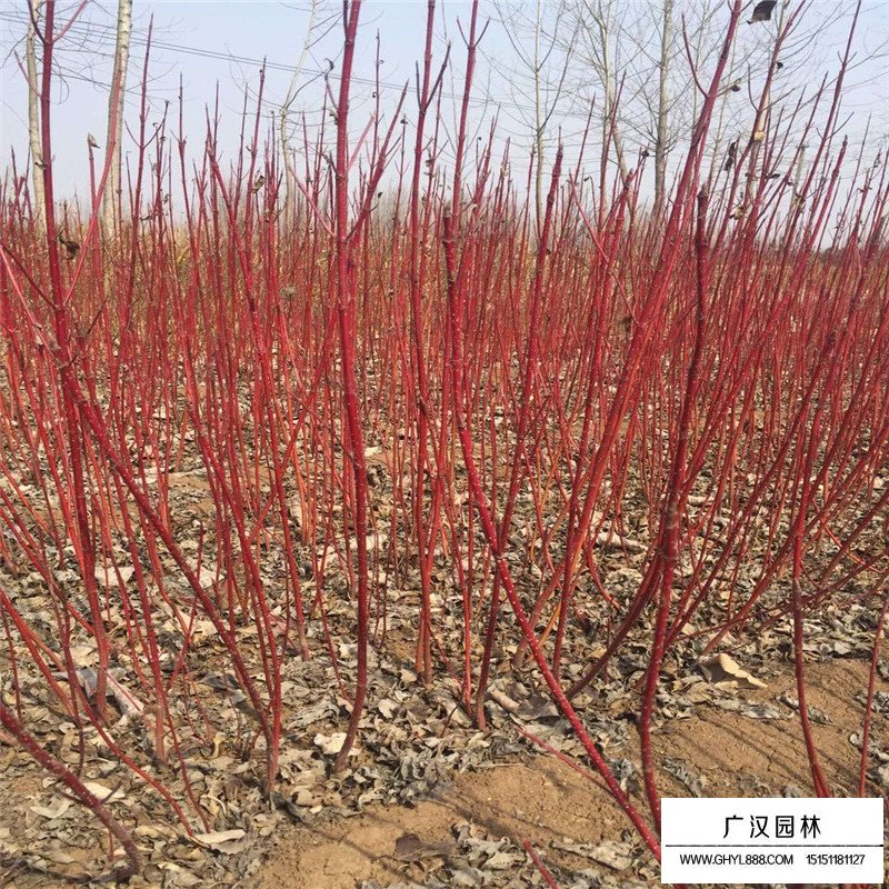 沭阳红瑞木价格