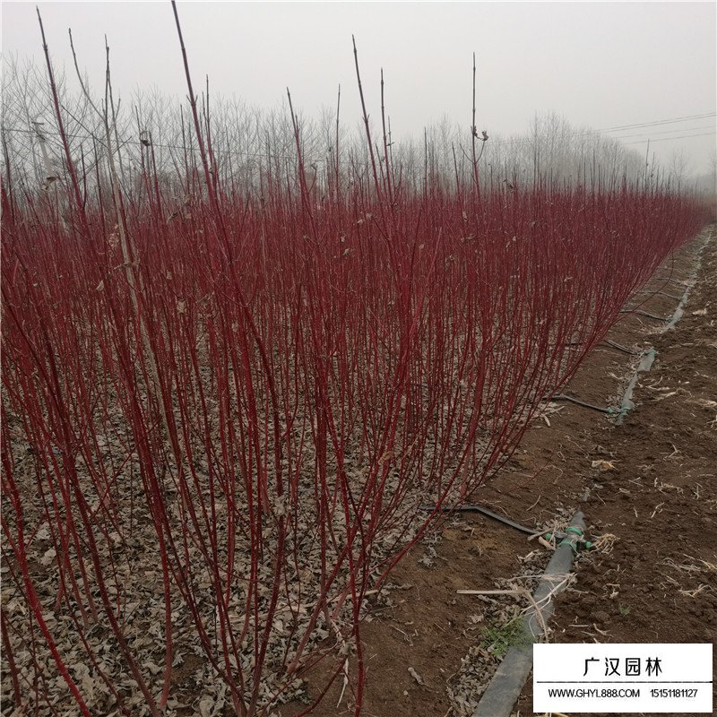 沭阳红瑞木价格