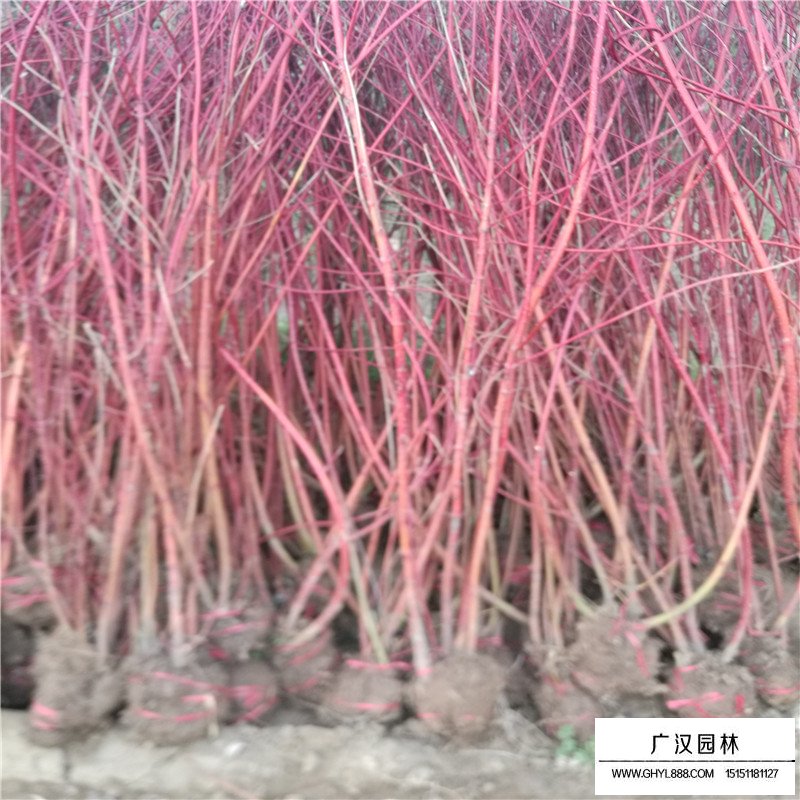 沭阳红瑞木价格